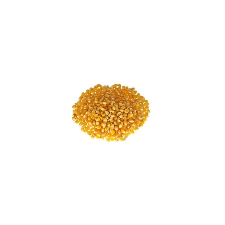 Kukurydza popcorn